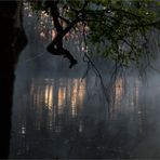 Frühmorgens am Weiher