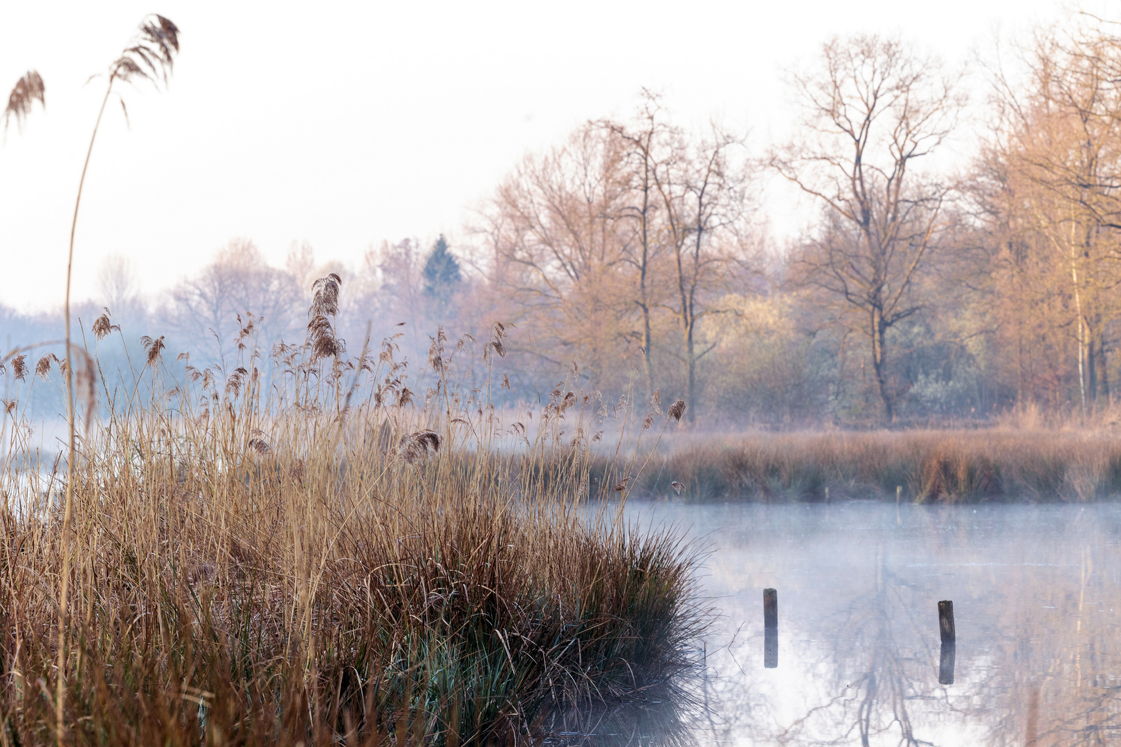 Frühmorgens an der Nette