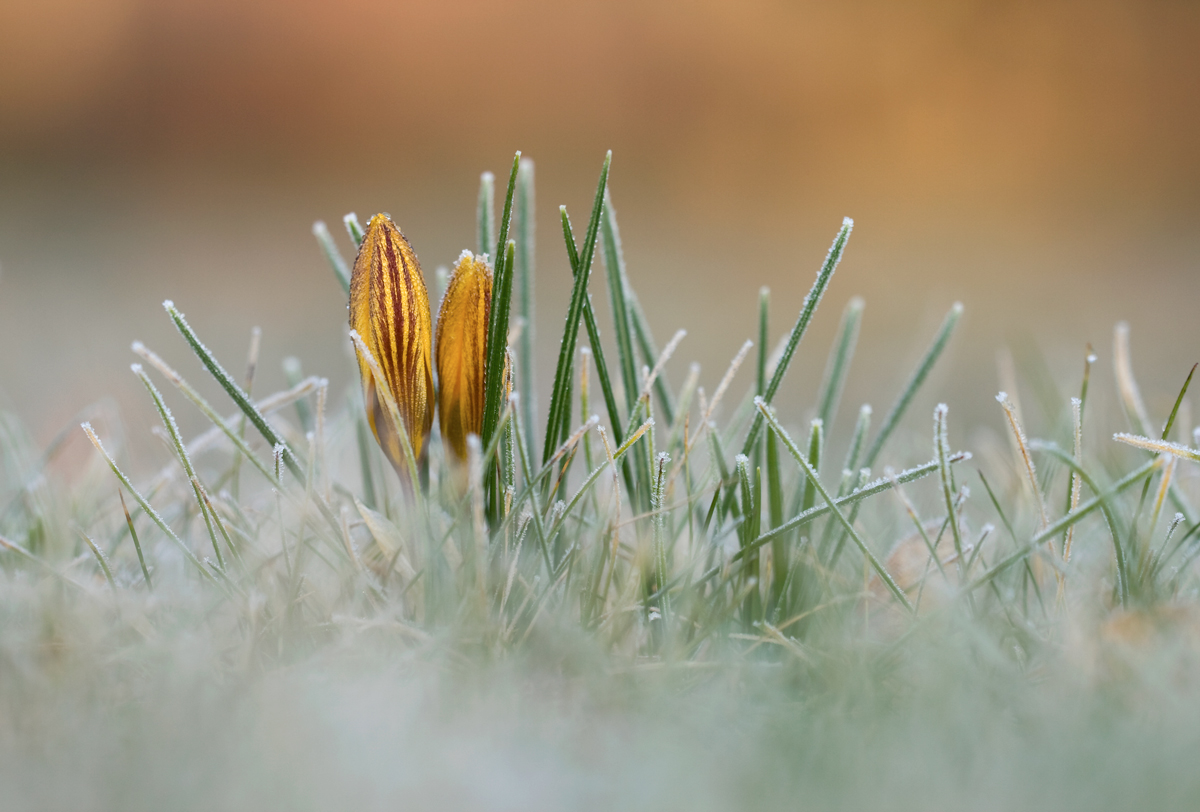 Frühmorgens auf dem Friedhof.....