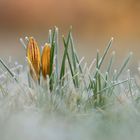 Frühmorgens auf dem Friedhof.....