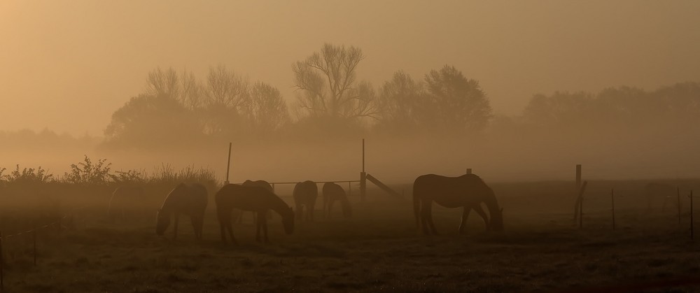 frühmorgens auf dem Land