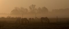 frühmorgens auf dem Land