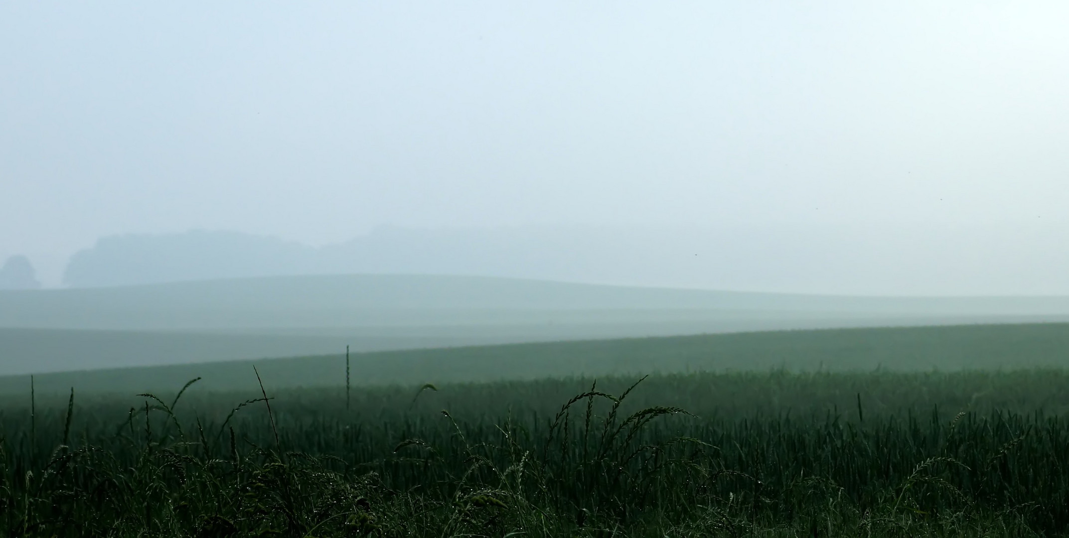 frühmorgens auf dem Land