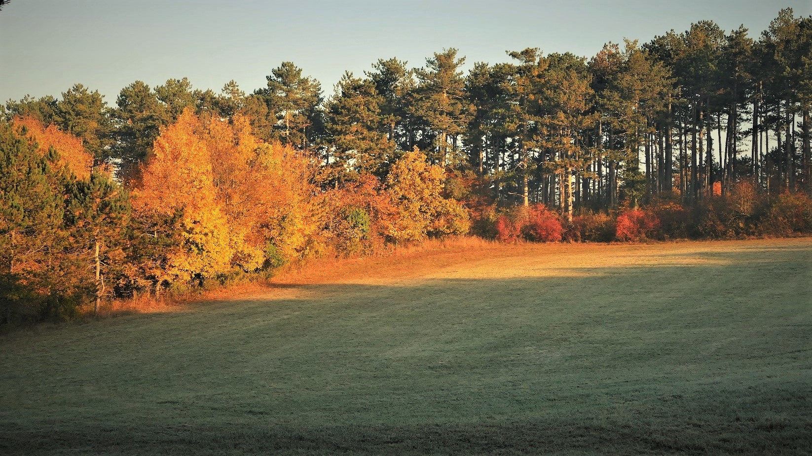 Frühmorgens auf der Hundewiese