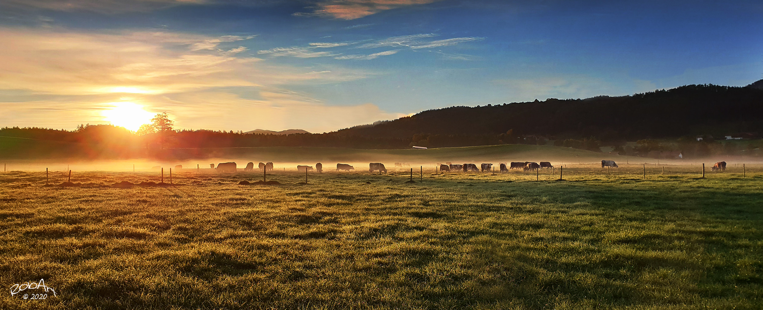 Frühmorgens auf der Weide