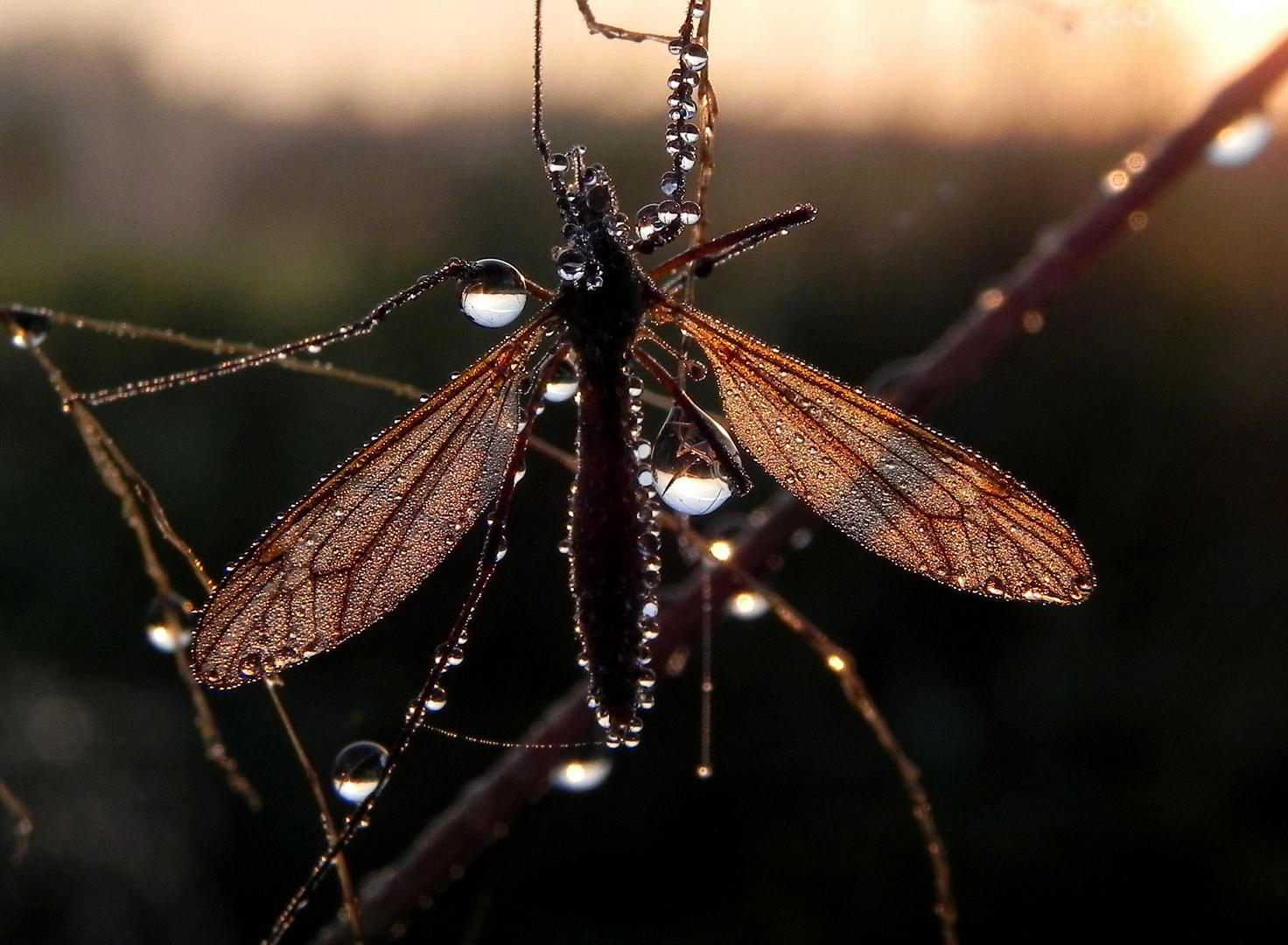 frühmorgens auf der Wiese (1)