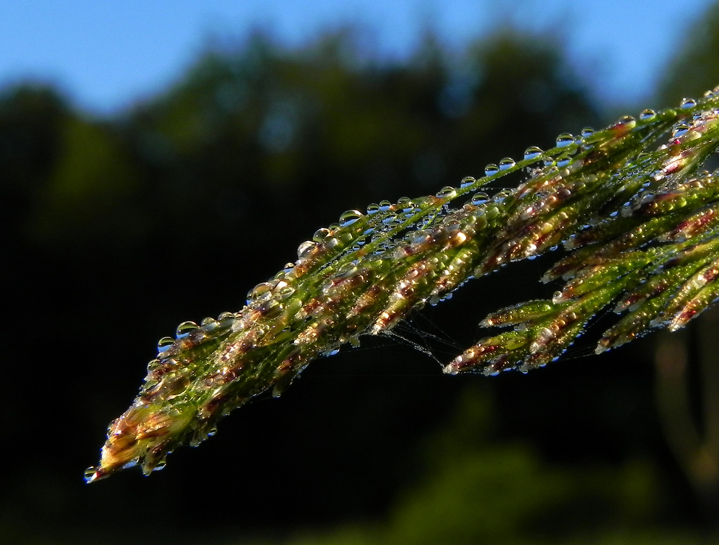 Frühmorgens auf der Wiese