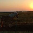 Frühmorgens auf Hiddensee