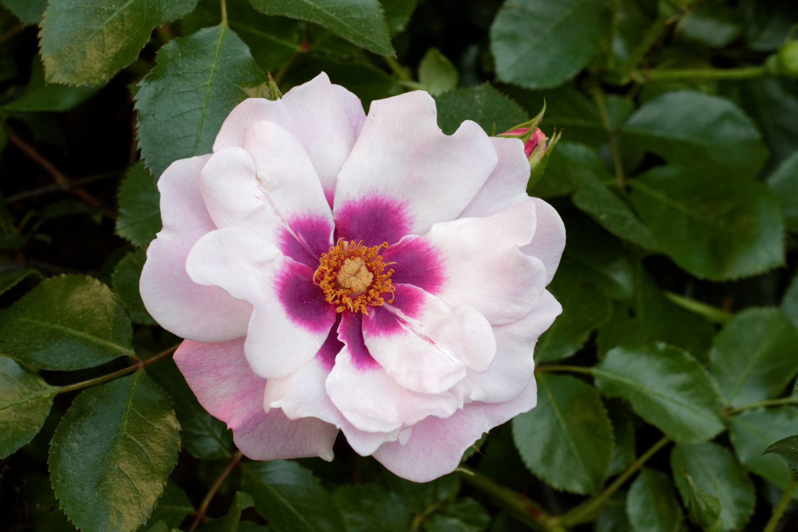 Frühmorgens bei den Rosen 1