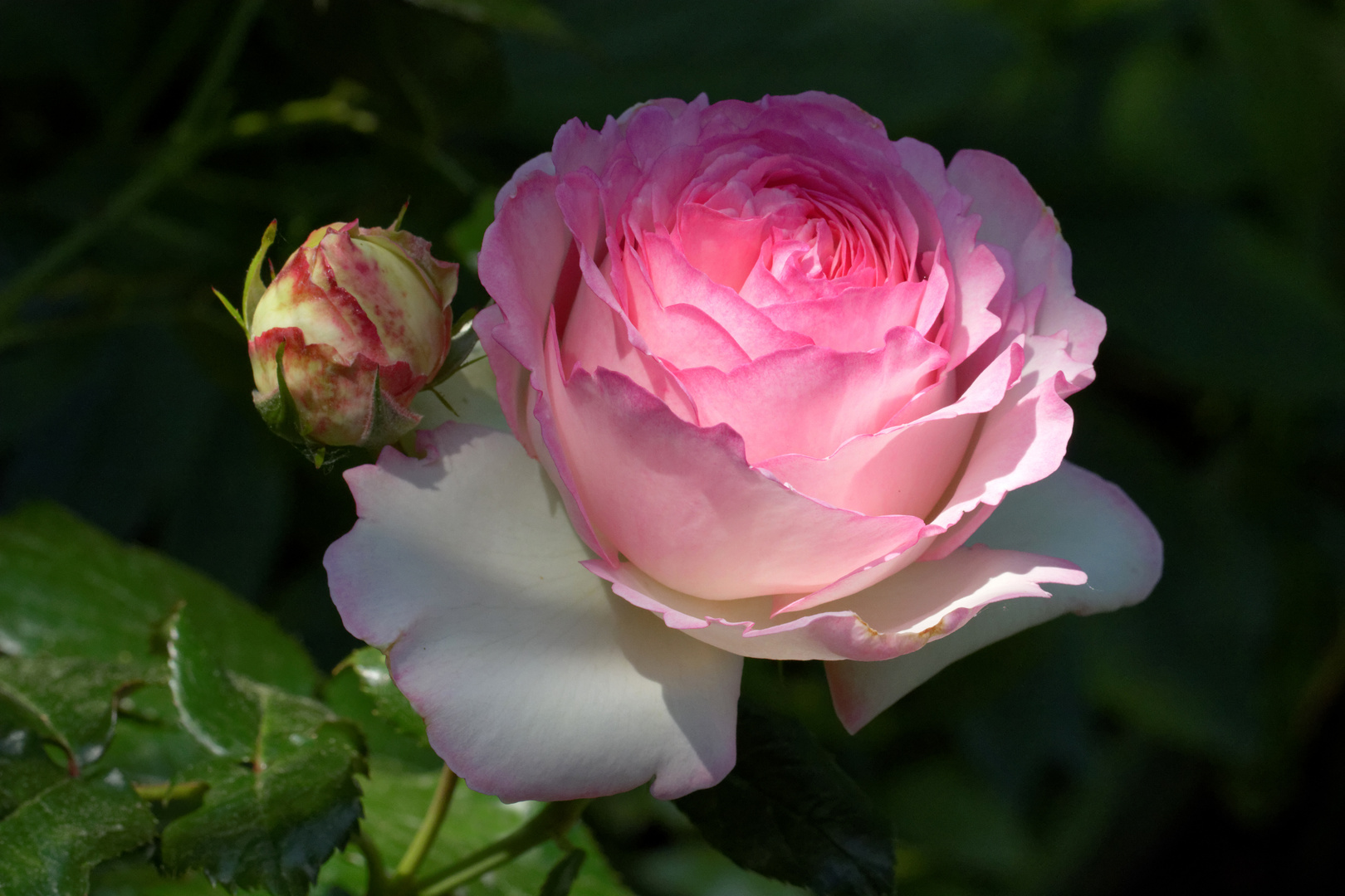 Frühmorgens bei den Rosen 3