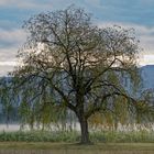 Frühmorgens bei Emmendingen...