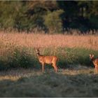 Frühmorgens - Bock und Geiß 