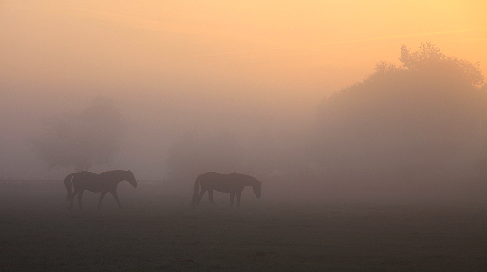 Frühmorgens