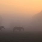 Frühmorgens