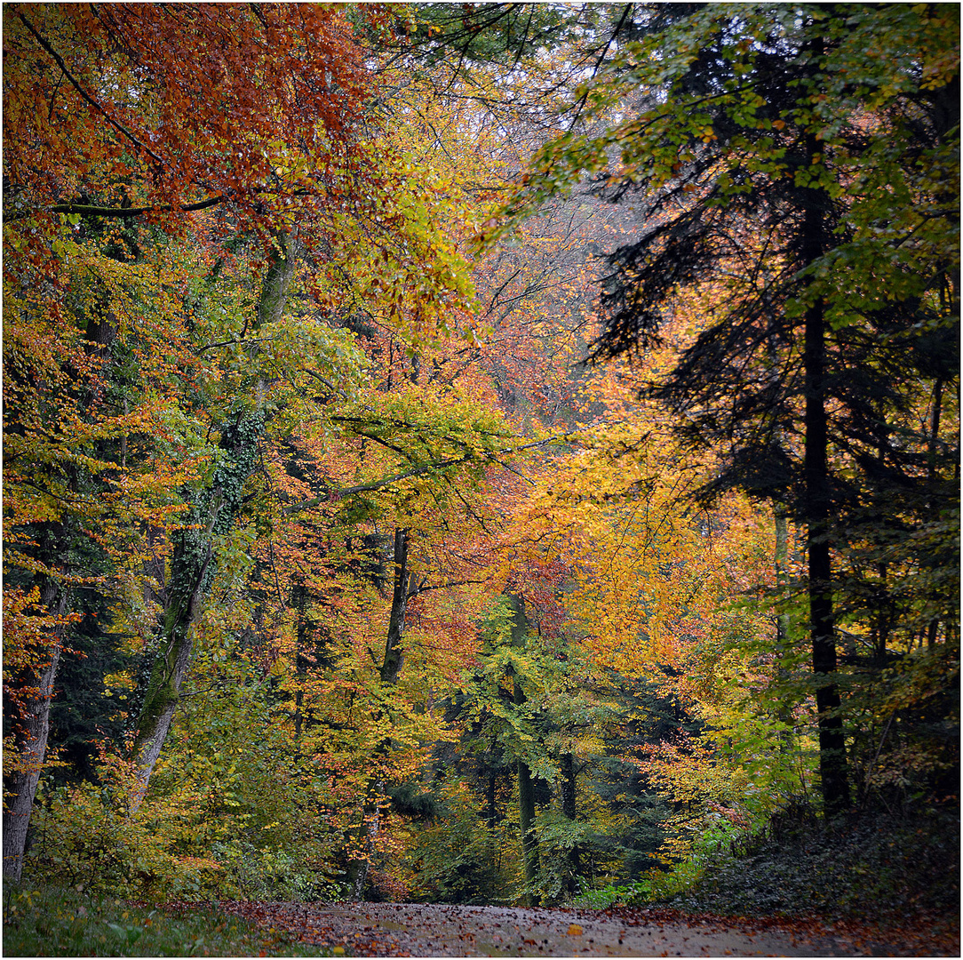 ...frühmorgens durch den wald...