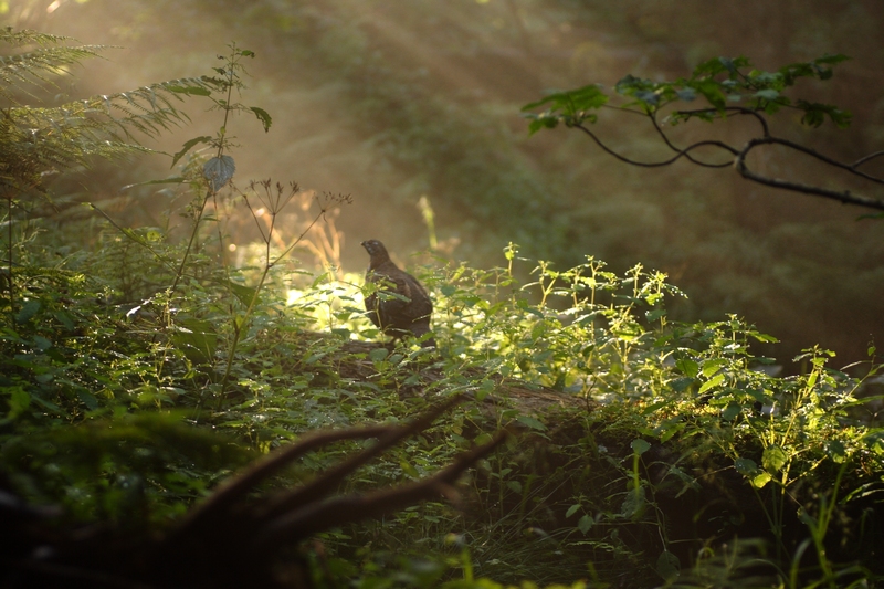 Frühmorgens im Bergwald