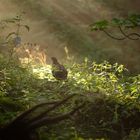 Frühmorgens im Bergwald