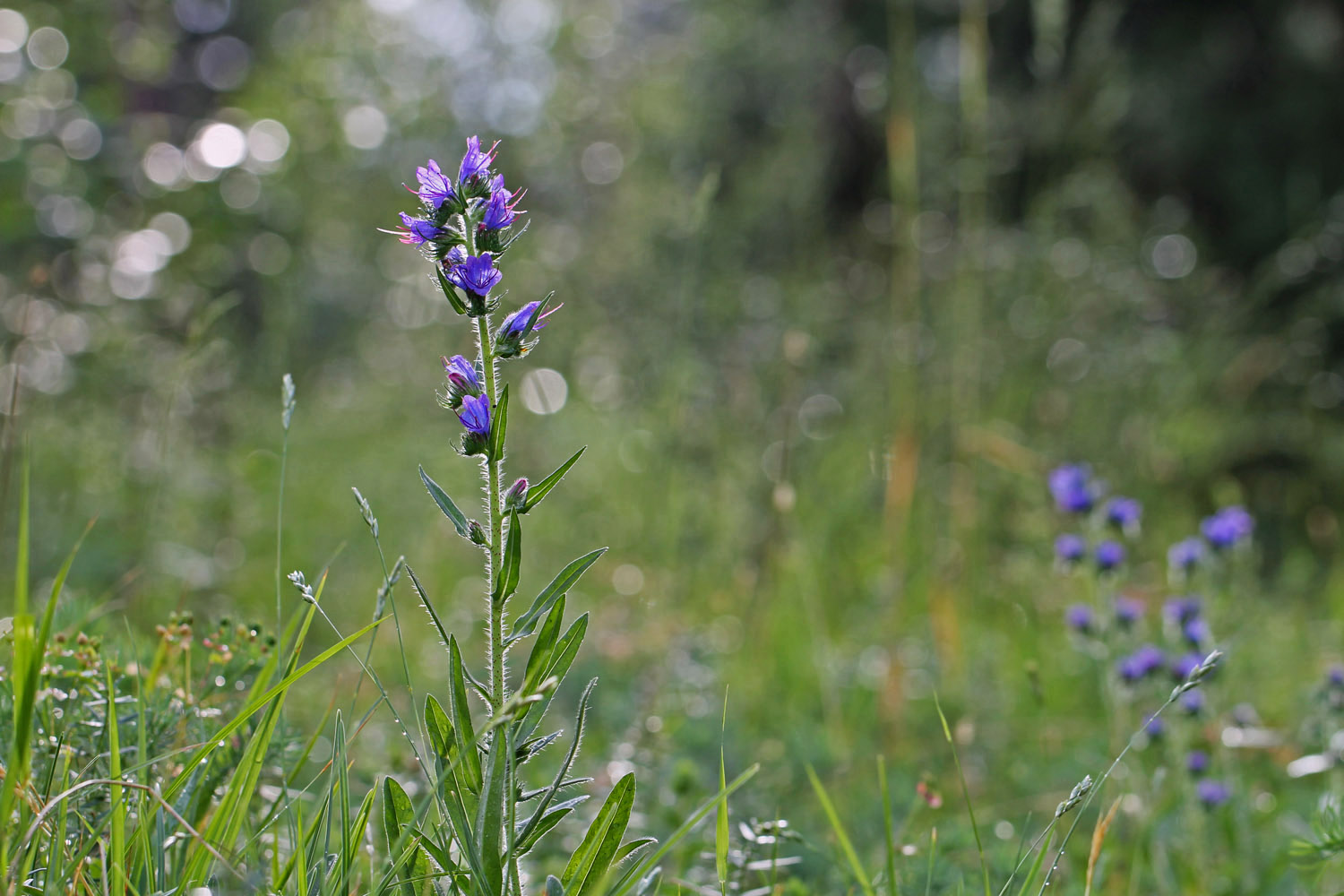 Frühmorgens im Feenwald