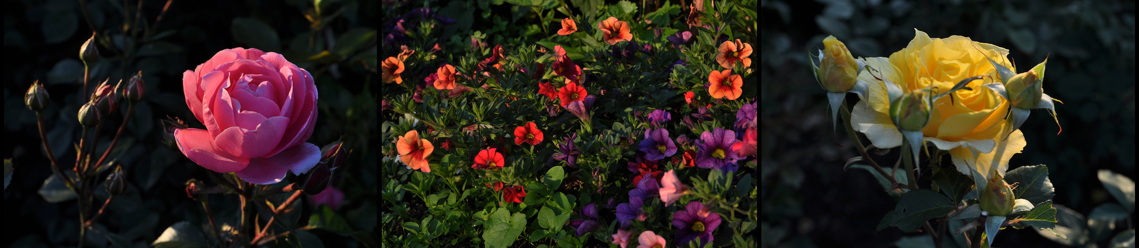 Frühmorgens im Garten