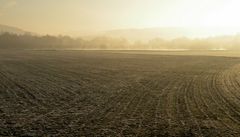 Frühmorgens im Leinepolder.