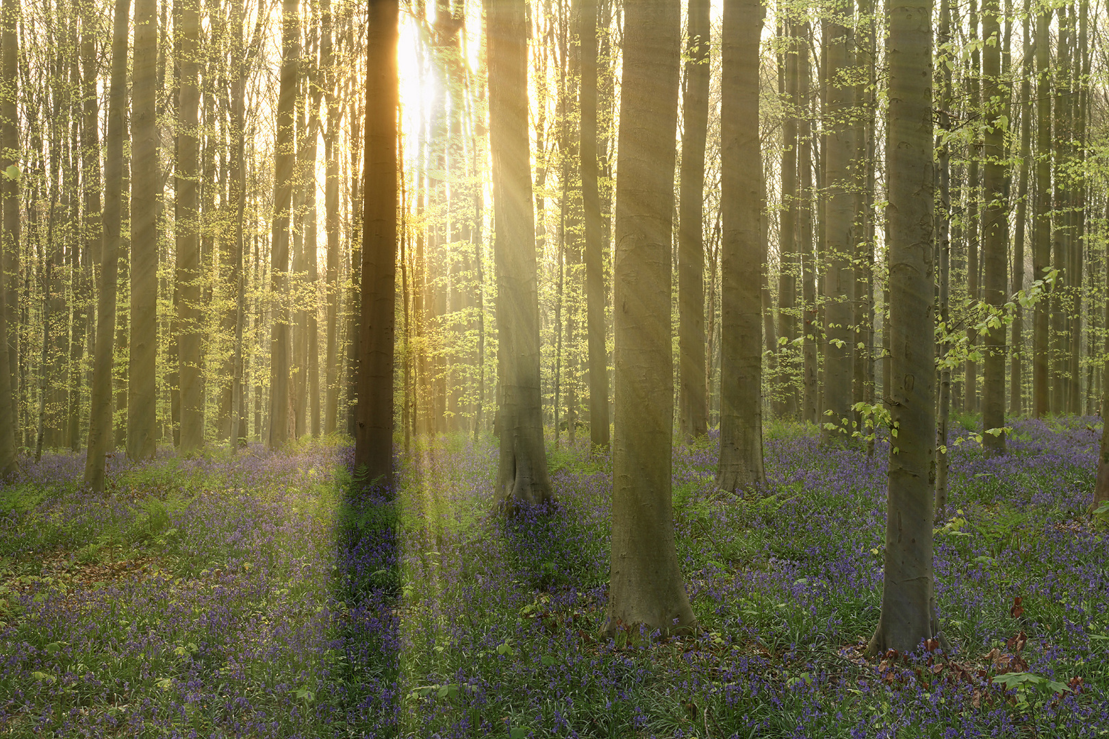 ~ Frühmorgens im Märchenwald ~