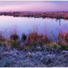 frühmorgens im Moor