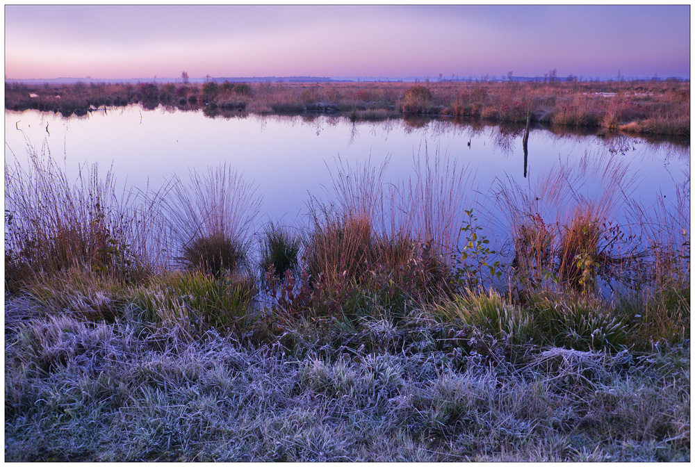 frühmorgens im Moor