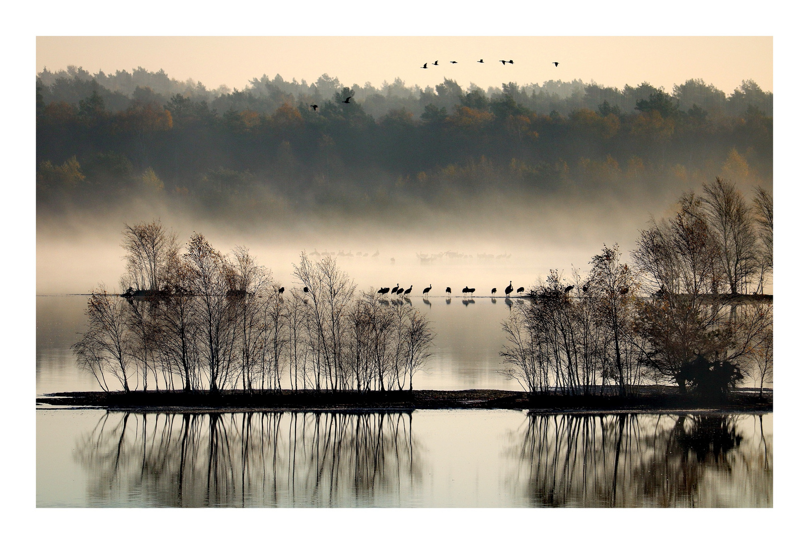 Frühmorgens im Moor 