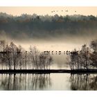 Frühmorgens im Moor 