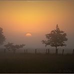 Frühmorgens im Moor...