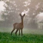 Frühmorgens im Nebel