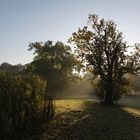 Frühmorgens im Park