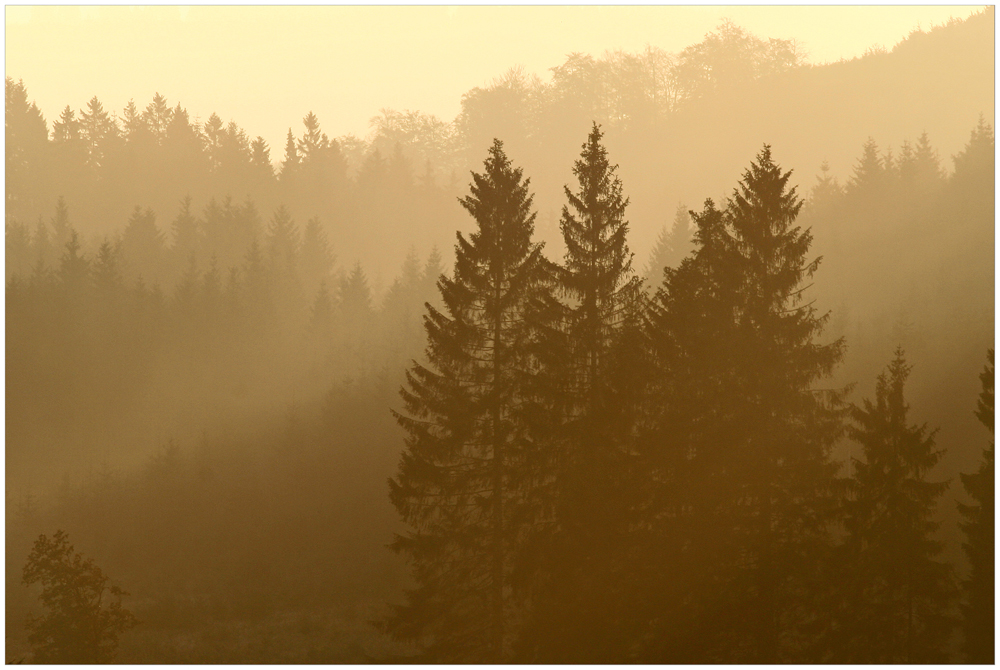 frühmorgens im Rothaargebirge