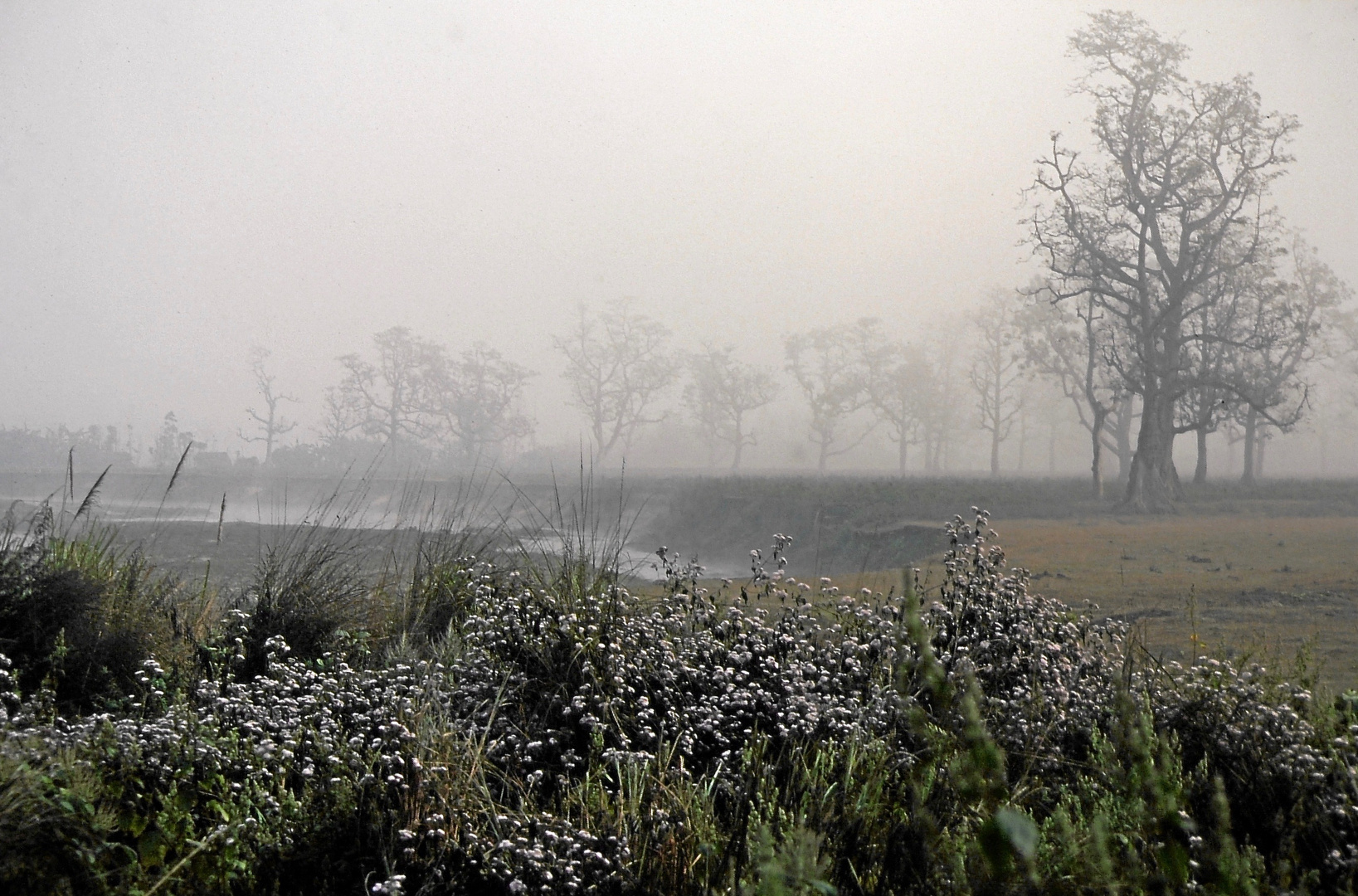 Frühmorgens im Terai, Nepal