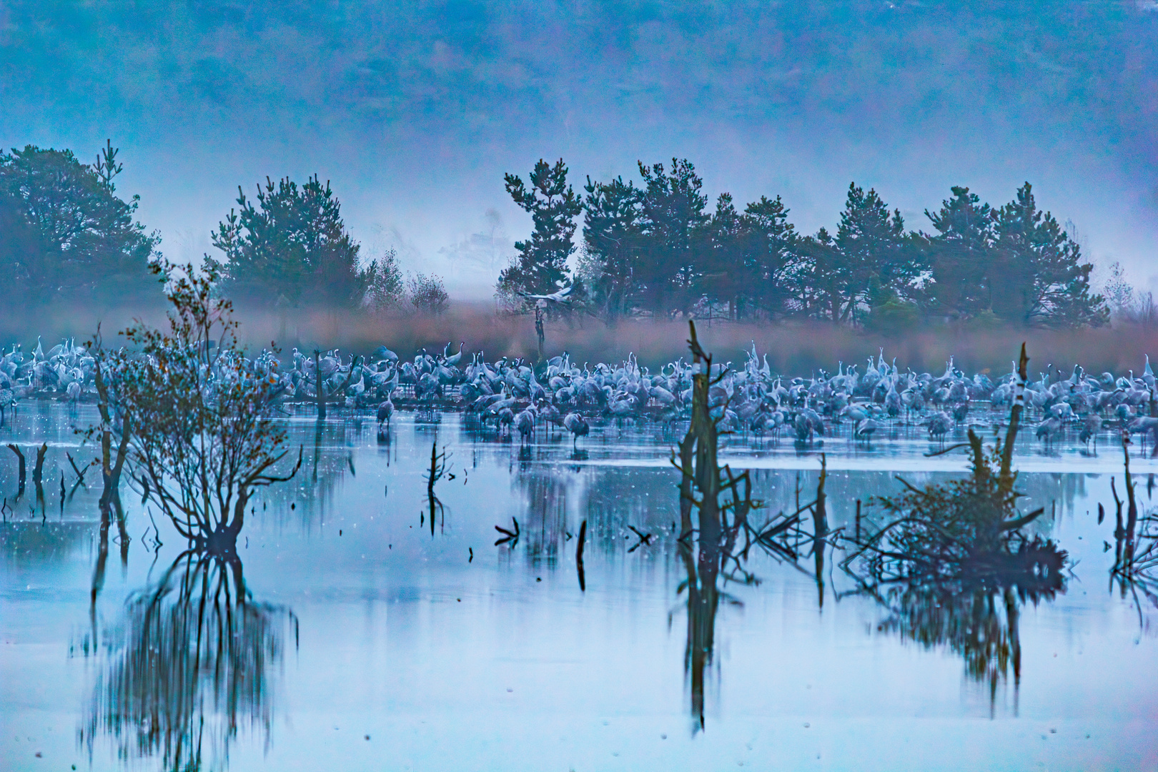 frühmorgens im Tister Bauernmoor