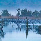 frühmorgens im Tister Bauernmoor