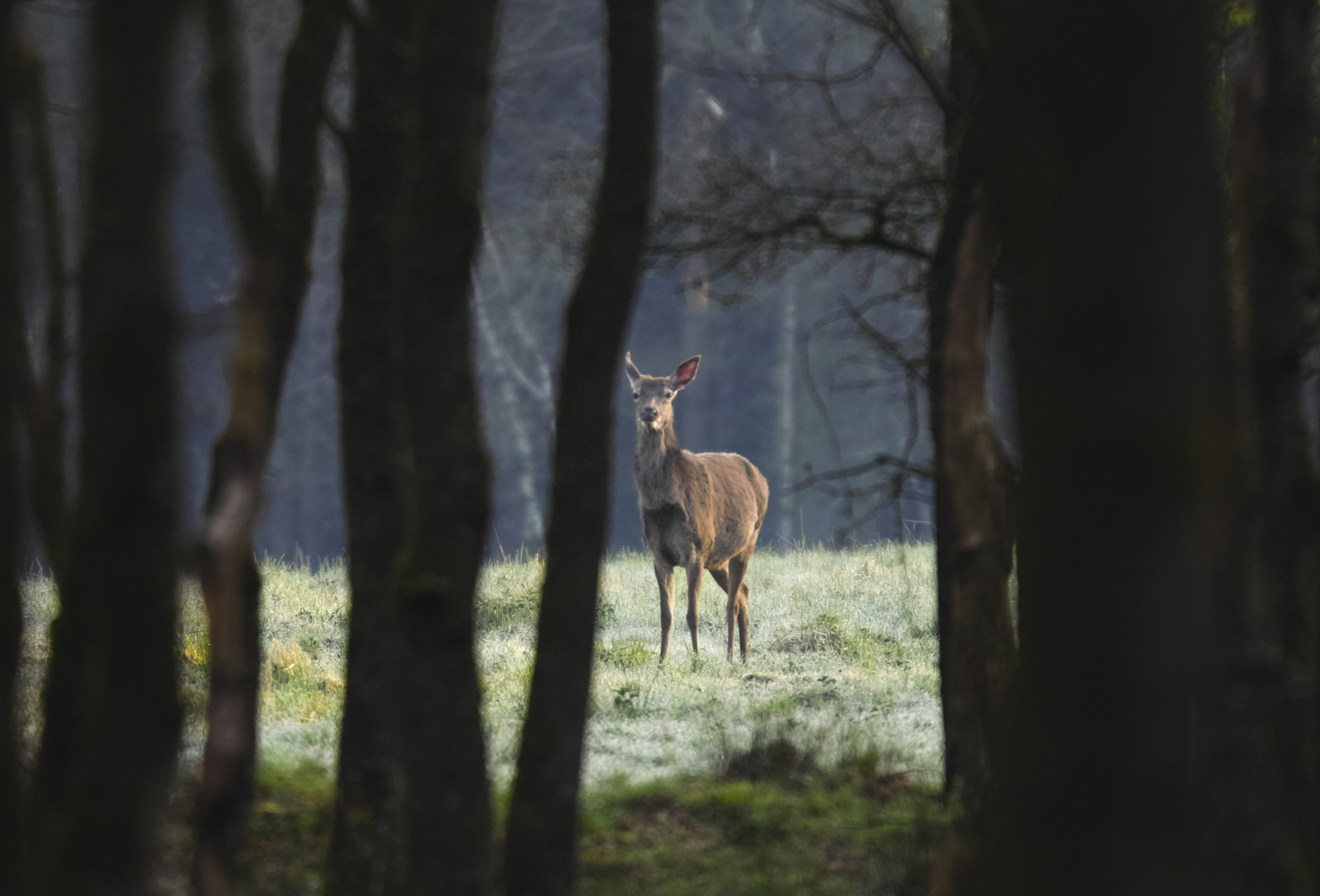 Frühmorgens im Wald