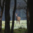 Frühmorgens im Wald