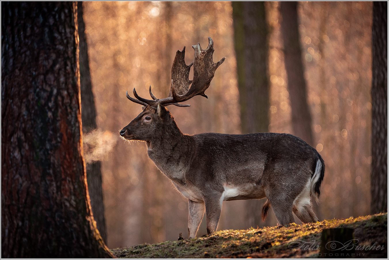 Frühmorgens im Wald