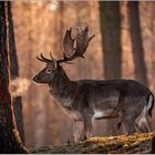 Frühmorgens im Wald