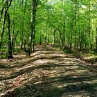 frühmorgens im Wald bei schönem Wetter....