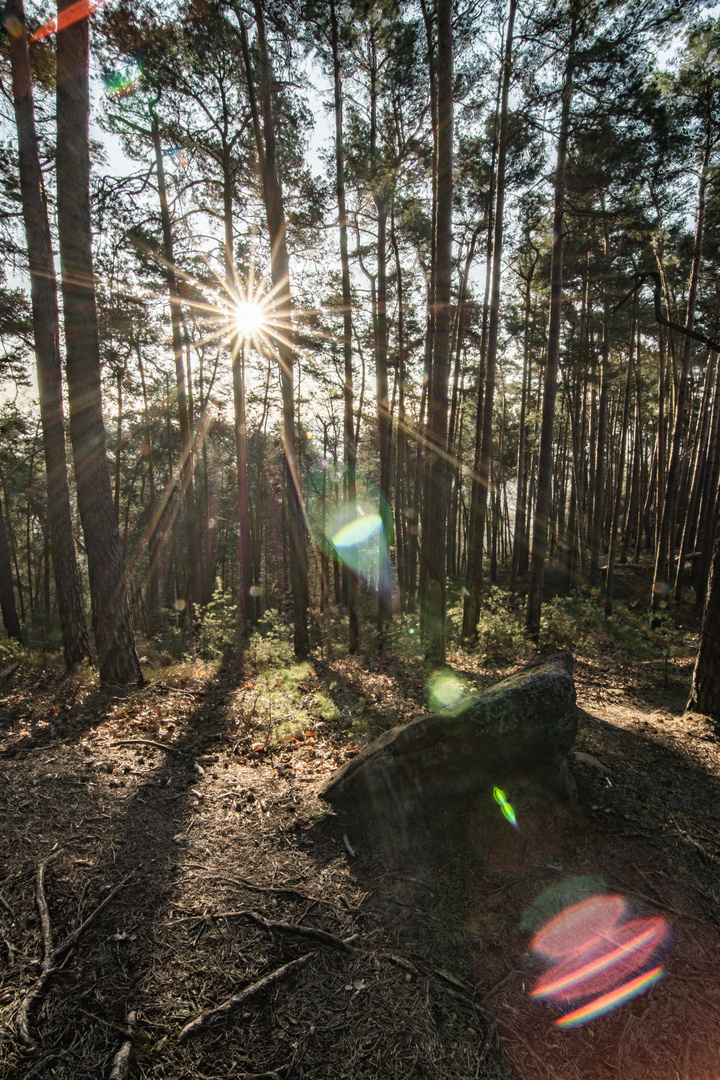 Frühmorgens im Wald