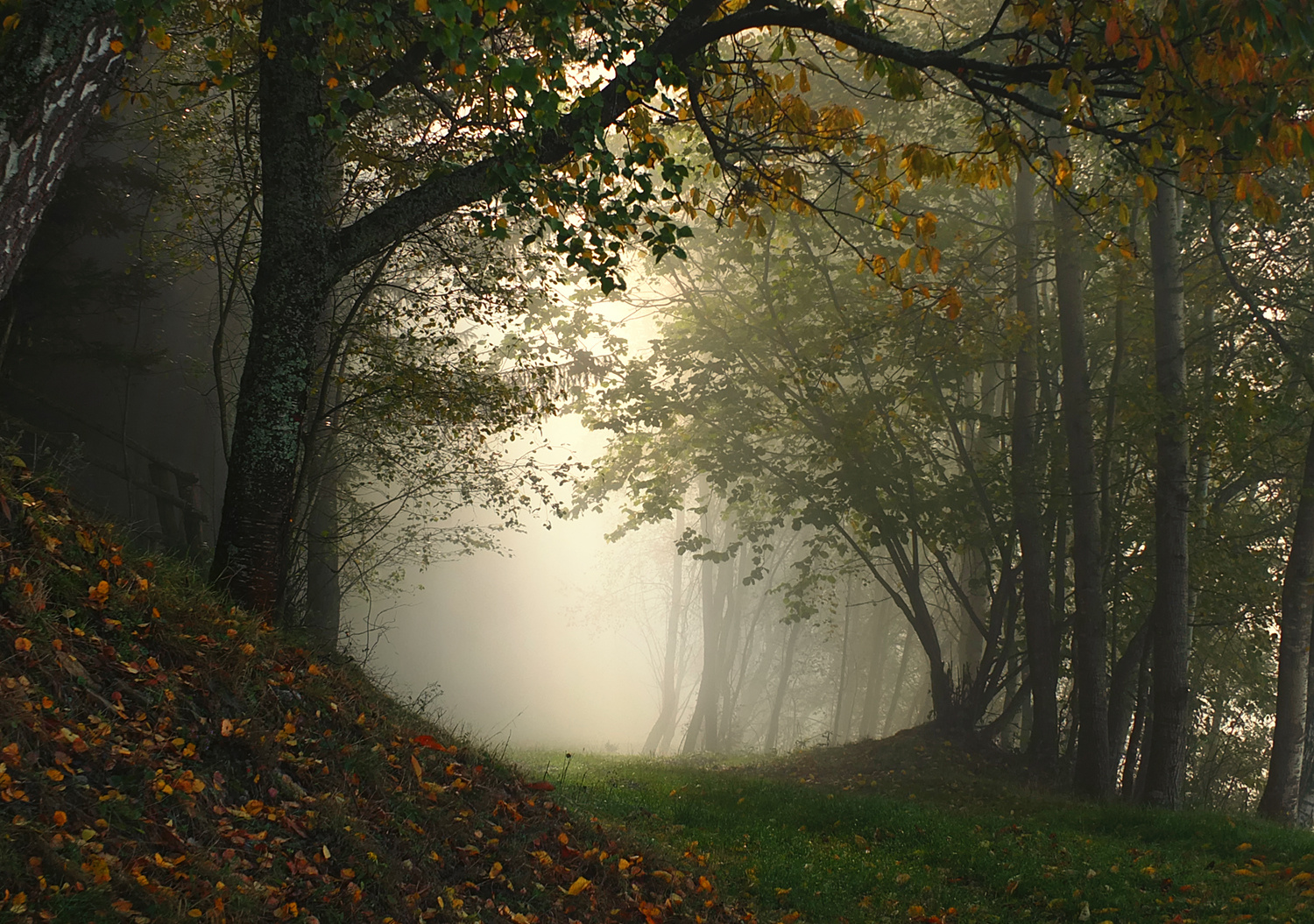 Frühmorgens im Wald