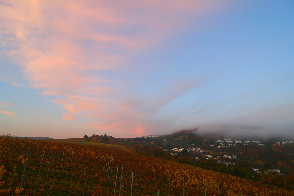 Frühmorgens im Weinberg