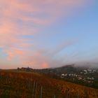 Frühmorgens im Weinberg