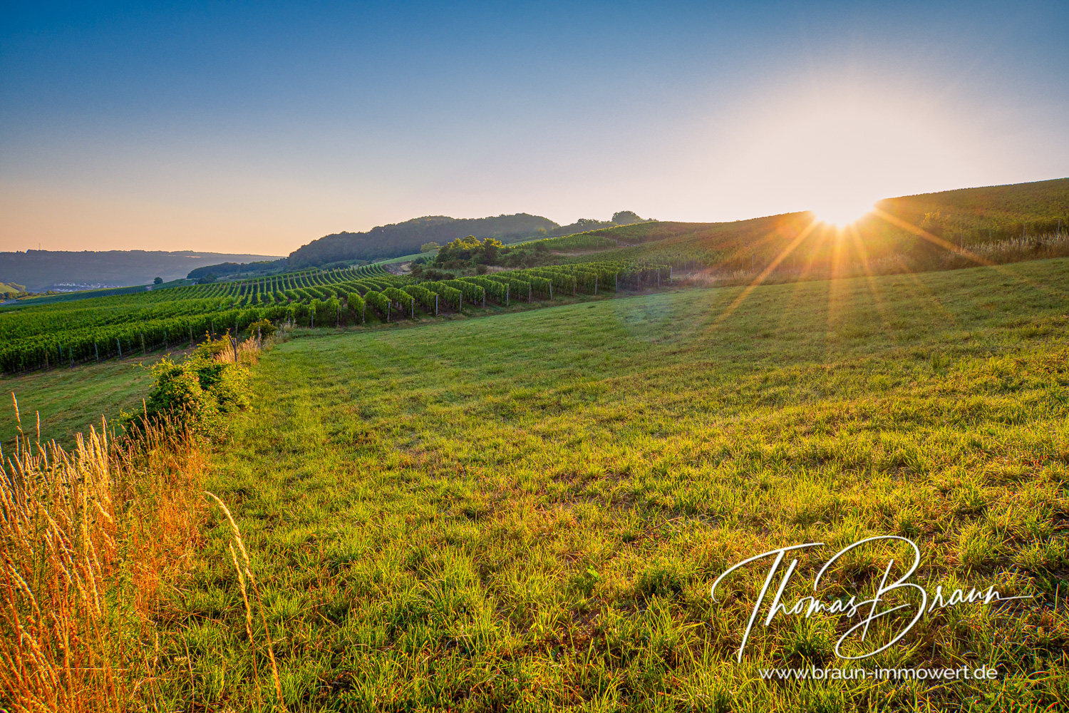 Frühmorgens im Weinberg