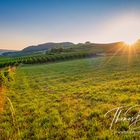 Frühmorgens im Weinberg