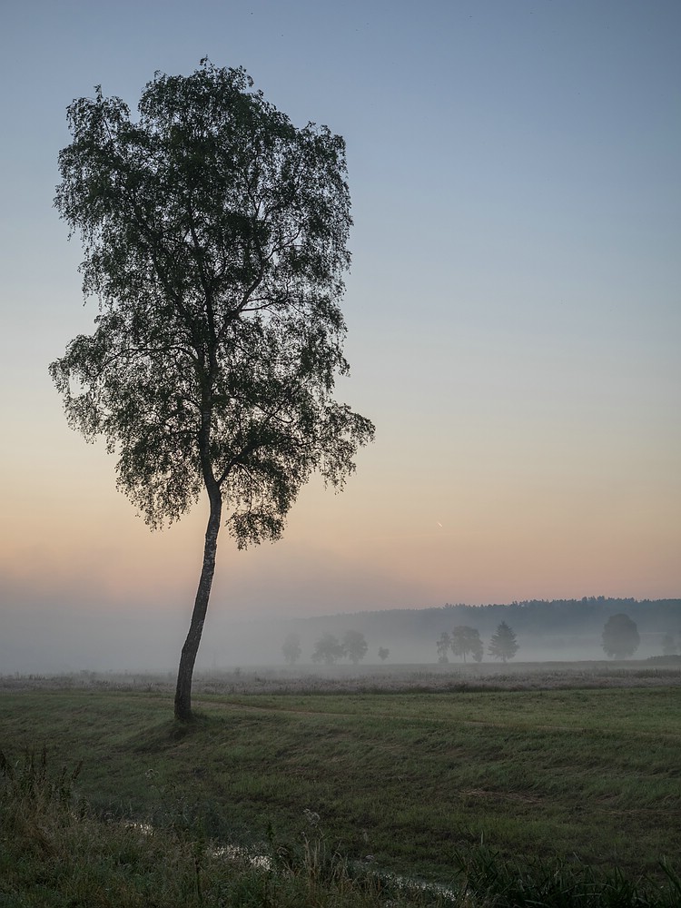 frühmorgens im Wengimoos #3