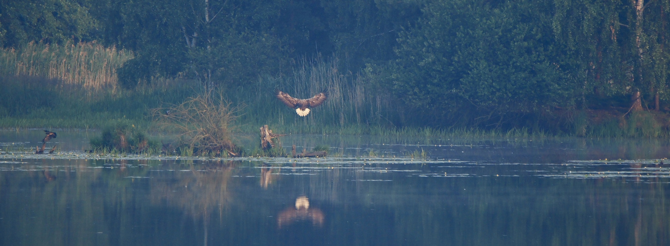 Frühmorgens in den Teichen....