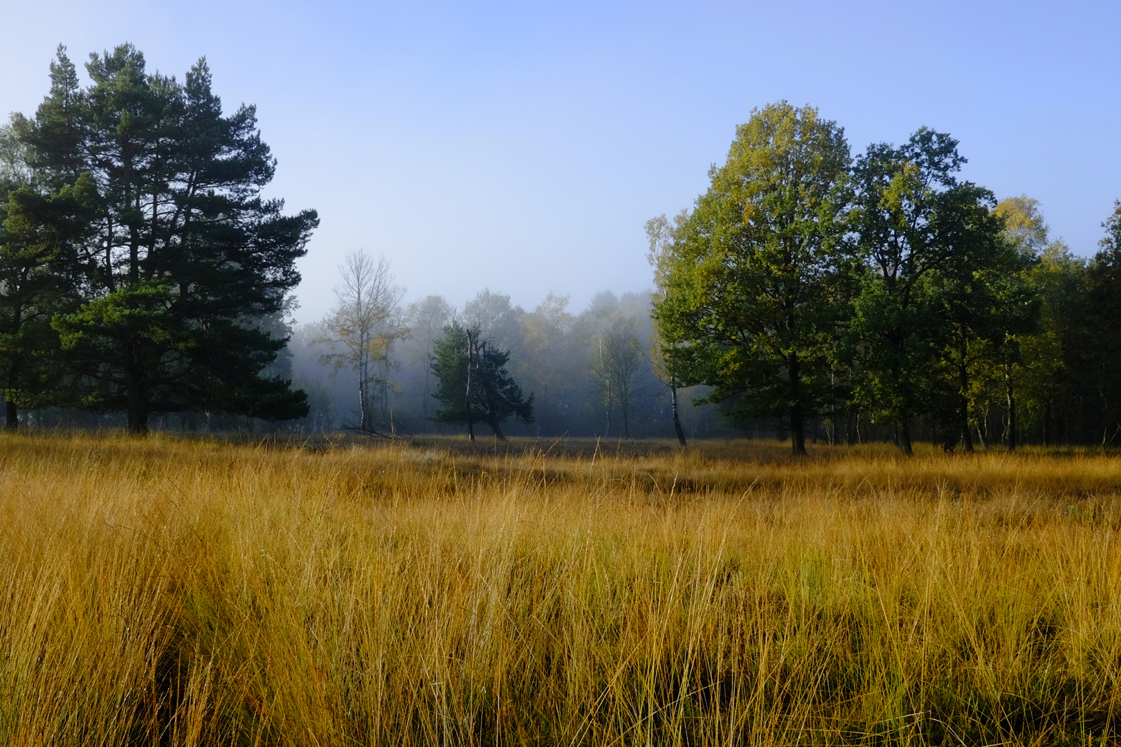 Frühmorgens in der Heide